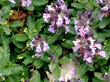 Una Lamiacea a cuscino - Teucrium chamaedrys